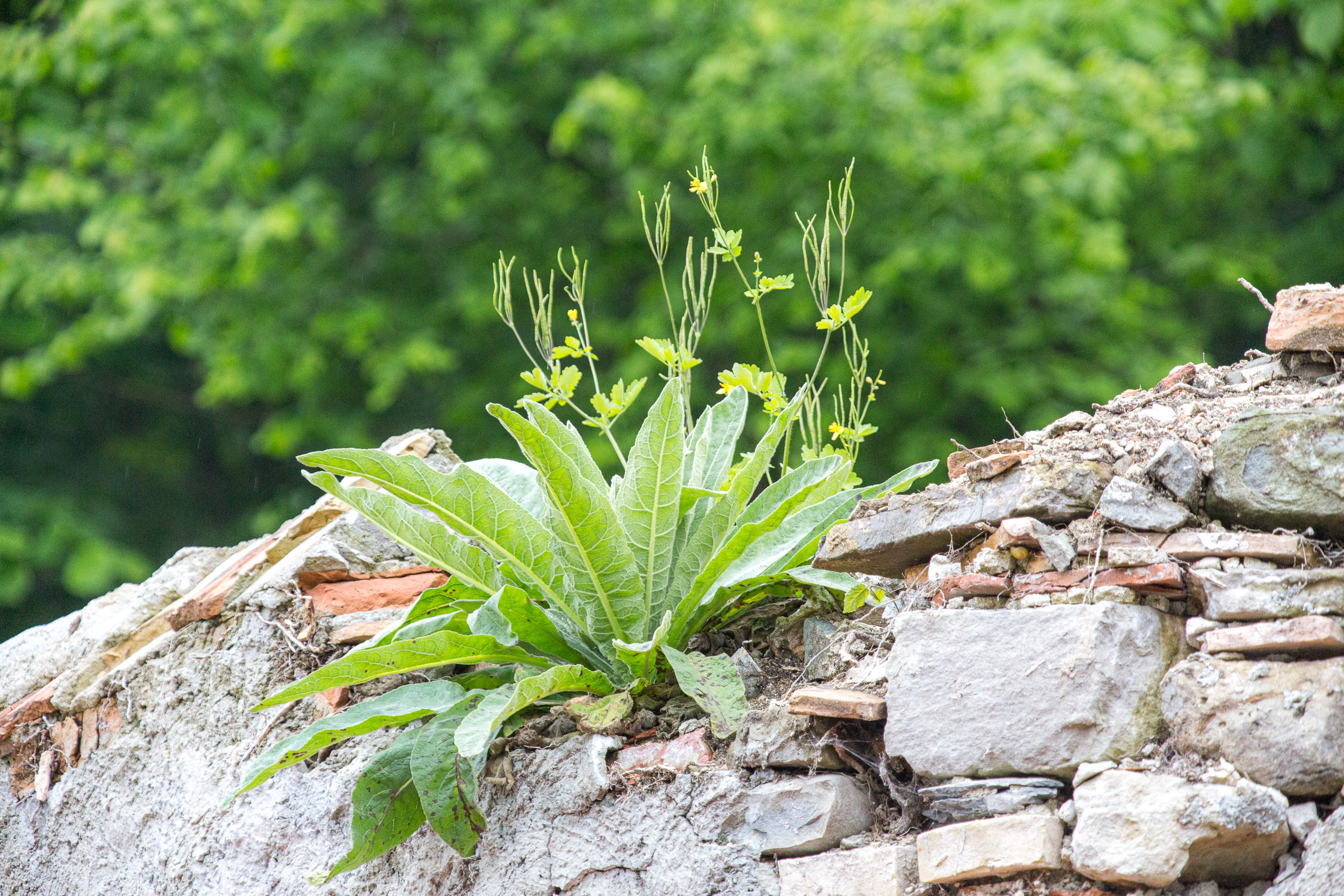 20130525071424 RD 27917